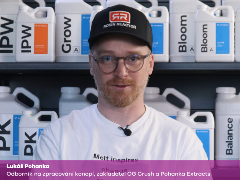 Ice water hash a sušení
